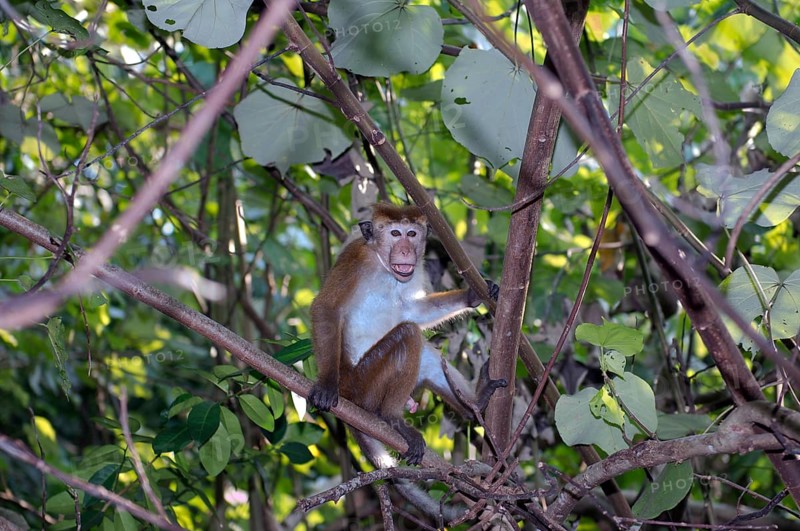 Toque Macaque (Macaca sinica) sitting on a branch