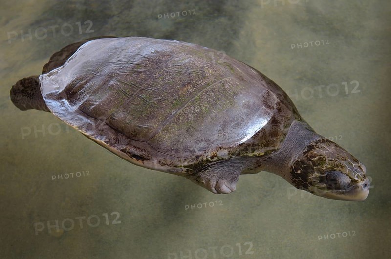 Wounded turtle without fin