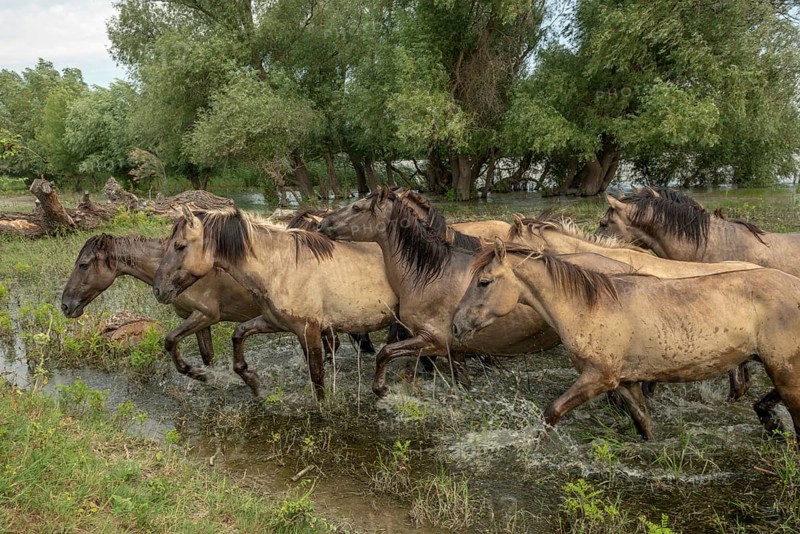 Herd of wild Konik horses in Danube delta