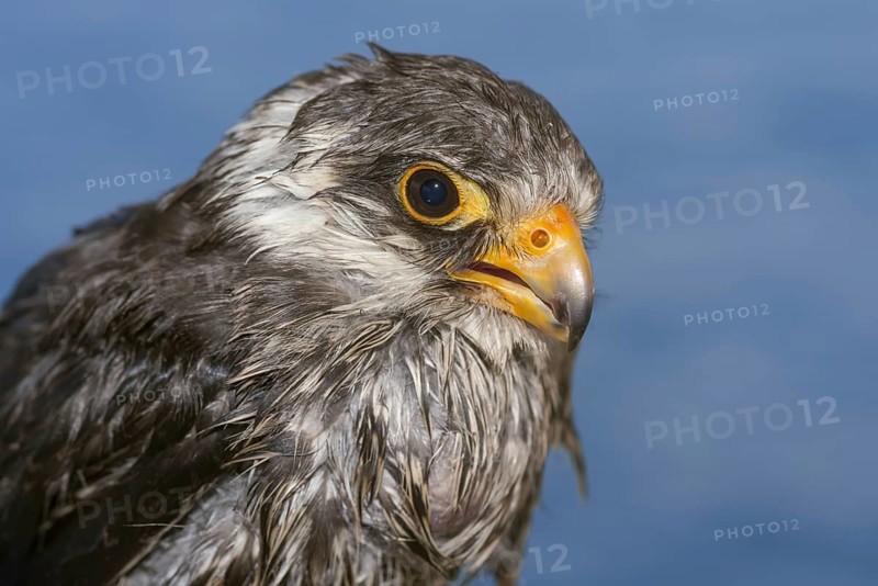 Amur falcon (Falco amurensis)