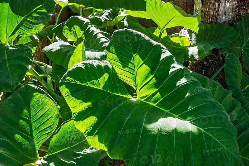 Taro (Colocasia esculenta)