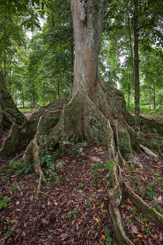 Bengal Almond tree (Terminalia catappa)