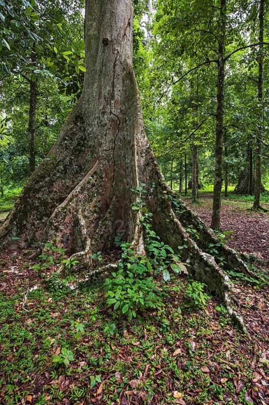 Bengal Almond tree (Terminalia catappa)