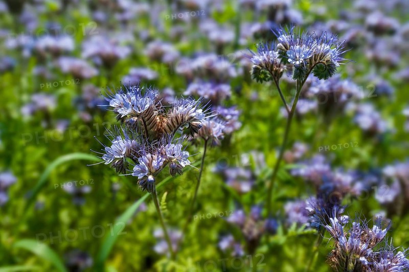 Bee pasture