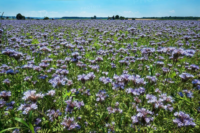 Bee pasture