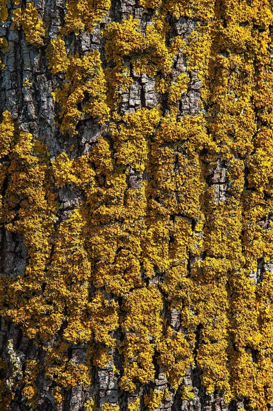 Common orange lichen (Xanthoria parietina) on tree bark