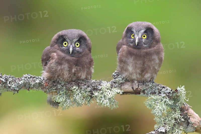 Boreal owls (Aegolius funereus)