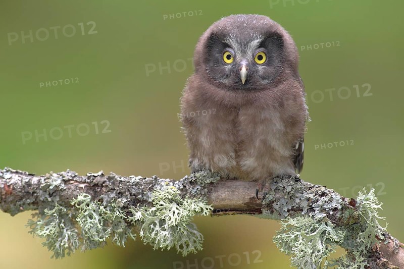 Boreal owl (Aegolius funereus)