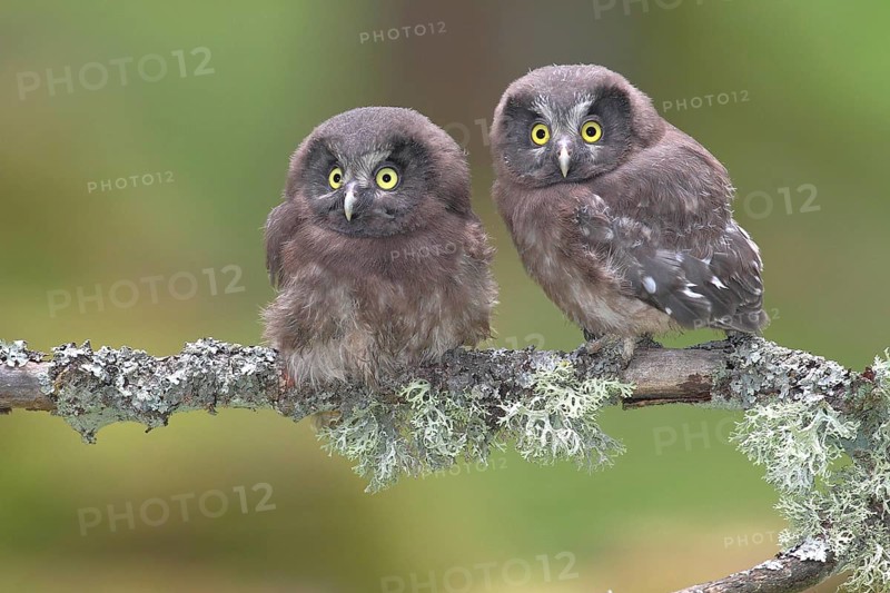 Boreal owls (Aegolius funereus)