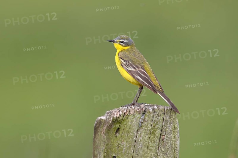 Blue headed wagtail (Motacilla flava flava)