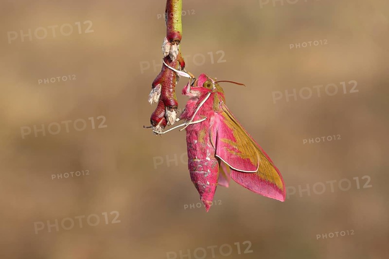 Elephant hawk-moth (Deilephila elpenor) on branch