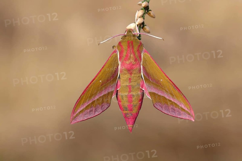 Elephant hawk-moth (Deilephila elpenor) on branch