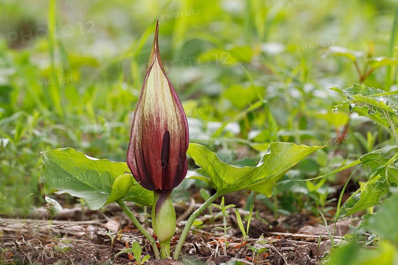 Wild Arum (Arum maculatum)