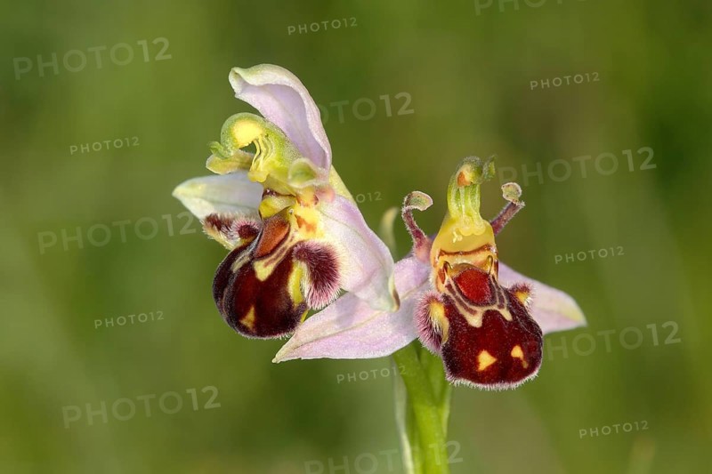 Bee Orchid (Ophrys apifera)
