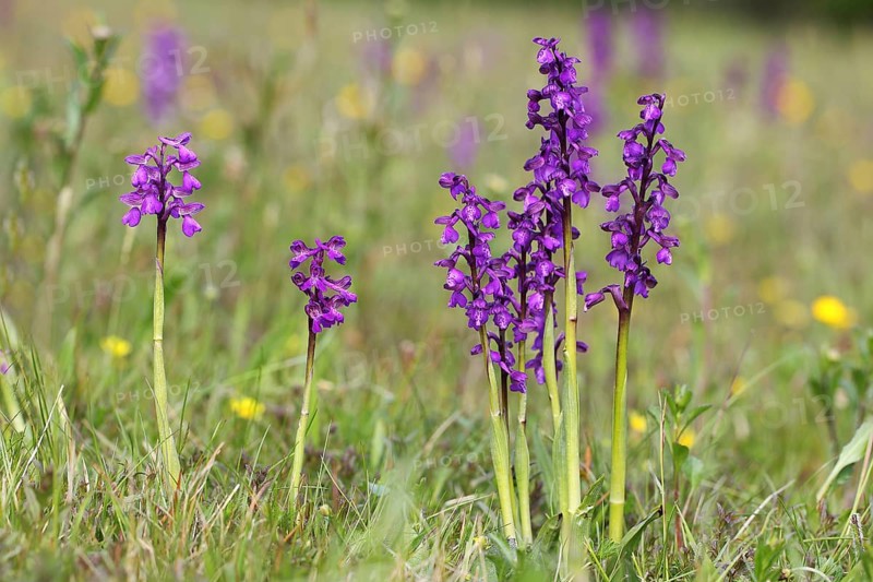 Green-winged Orchid (Orchis morio)