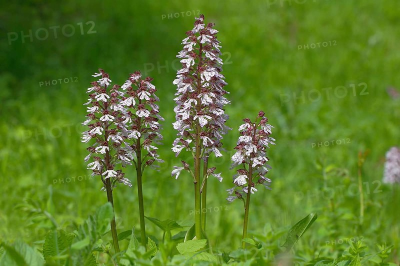 Lady Orchid (Orchis purpurea)