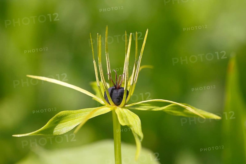 Herb Paris (Paris quadrifolia)