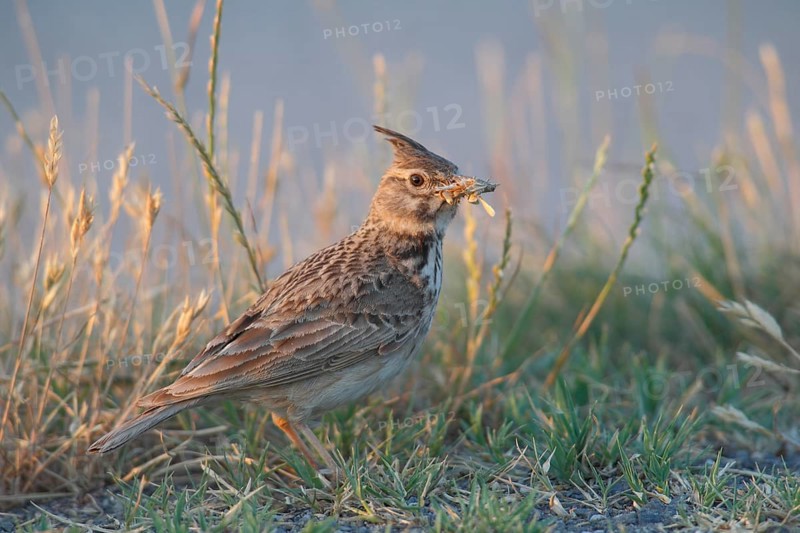 Crested Lark (Galerida cristata) standing in the grass with food