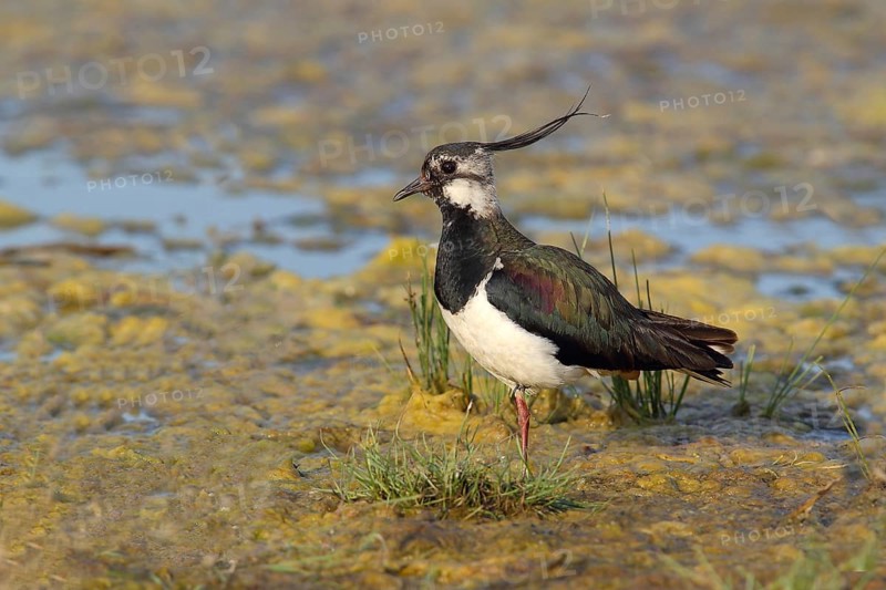 Northern Lapwing (Vanellus vanellus) standing in shallow water
