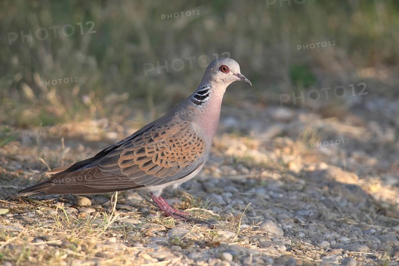 European Turtle Dove (Streptopelia turtur) standing on stony ground