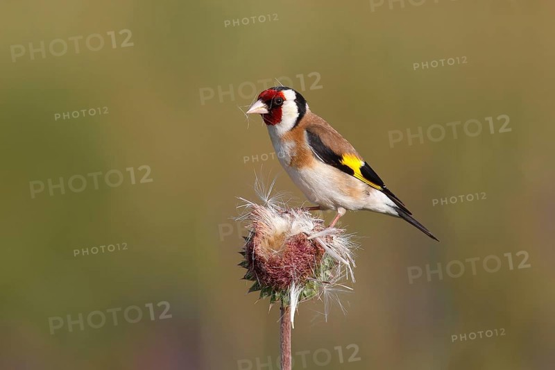 European Goldfinch (Carduelis carduelis) perched on a Musk Thistle (Carduus nutans)