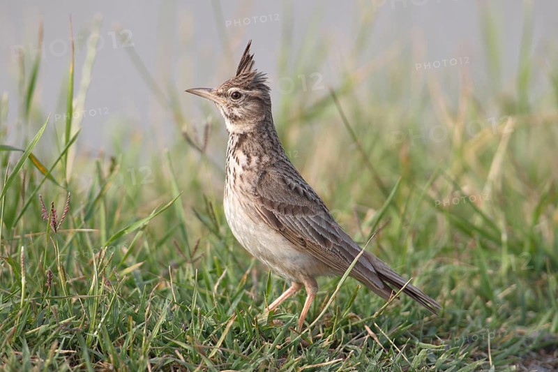 Crested Lark (Galerida cristata) sitting in the grass