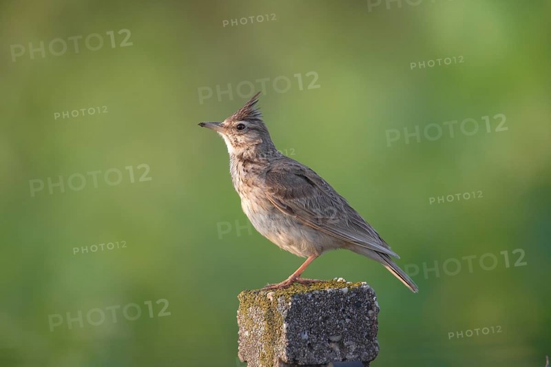 Crested Lark (Galerida cristata) sitting on a pole