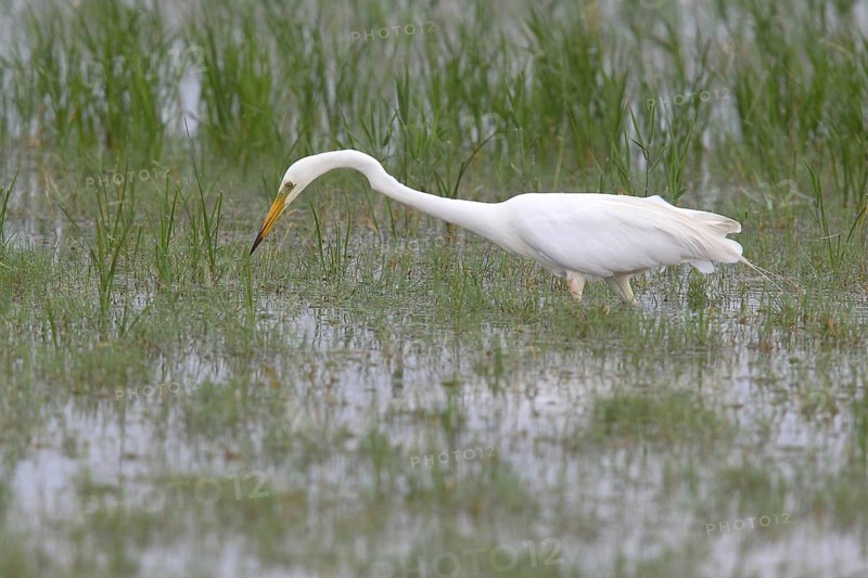 Great Egret (Ardea alba