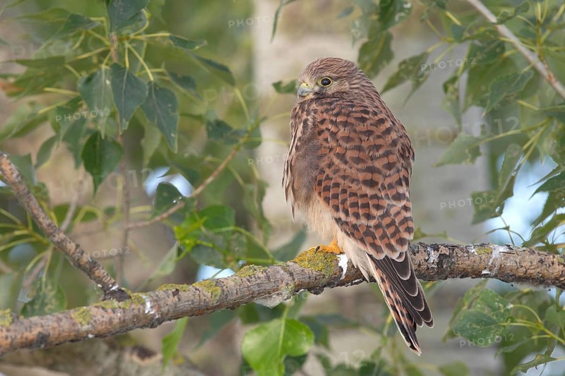 Common Kestrel (Falco tinnunculus) young bird perched on a branch
