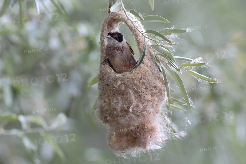 Eurasian Penduline Tit (Remiz pendulinus)