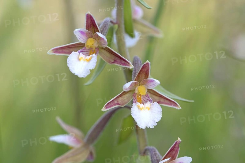 Marsh Helleborine (Epipactis palustris)