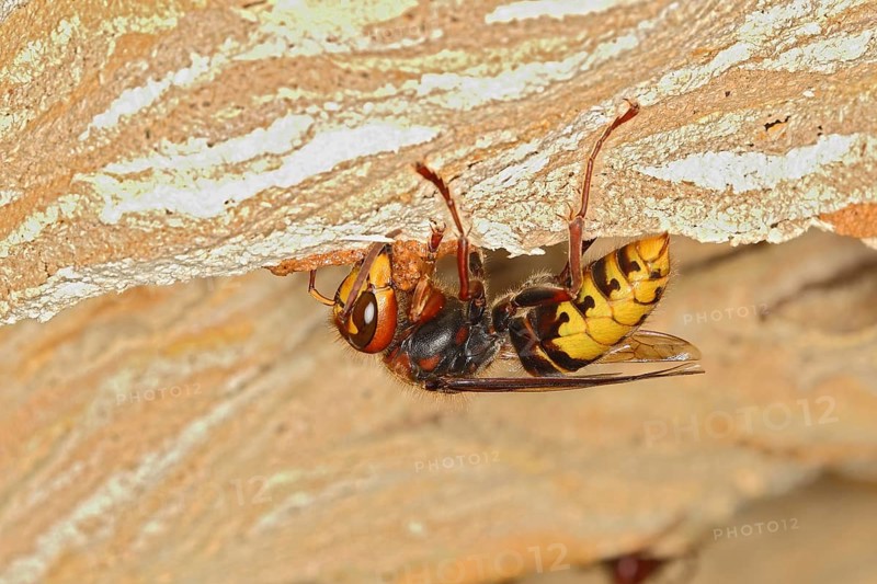 European hornet (Vespa crabro)