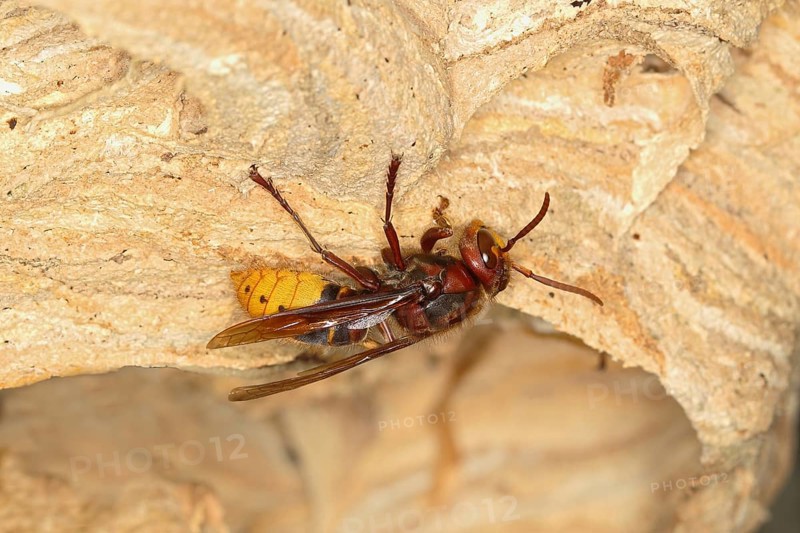European hornet (Vespa crabro)