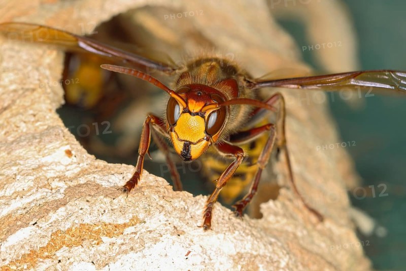 European hornet (Vespa crabro)
