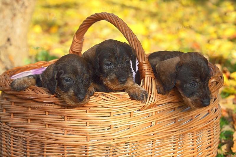 Dachshund (Canis lupus familiaris) puppies sitting in basket