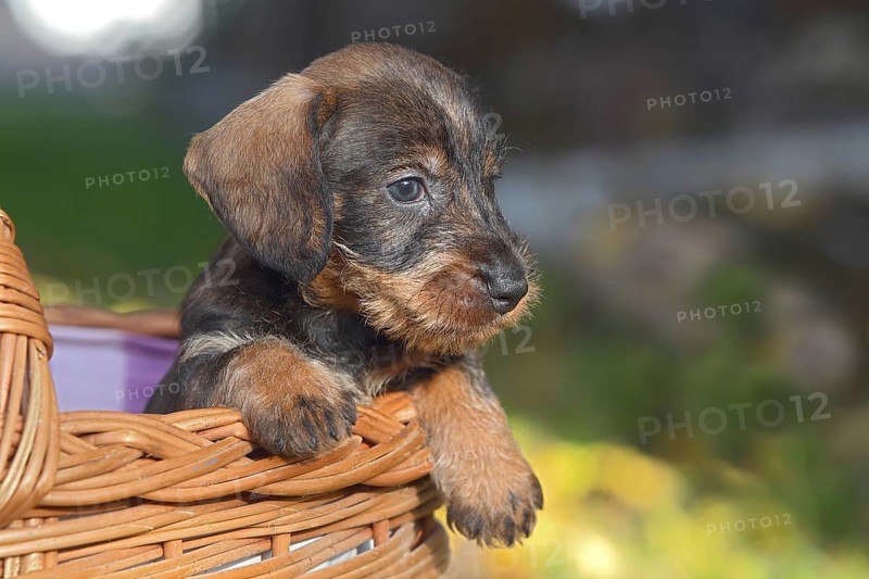 Dachshund (Canis lupus familiaris) puppy sitting in basket
