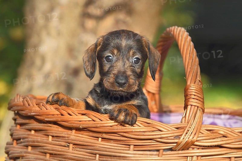 Dachshund (Canis lupus familiaris) puppy sitting in basket