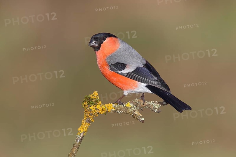 Bullfinch (Pyrrhula pyrrhula) male sitting on a branch with lichen