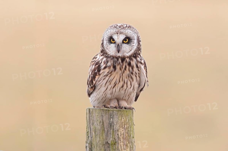 Short-eared Owl (Asio flammeus) sitting on old fence post