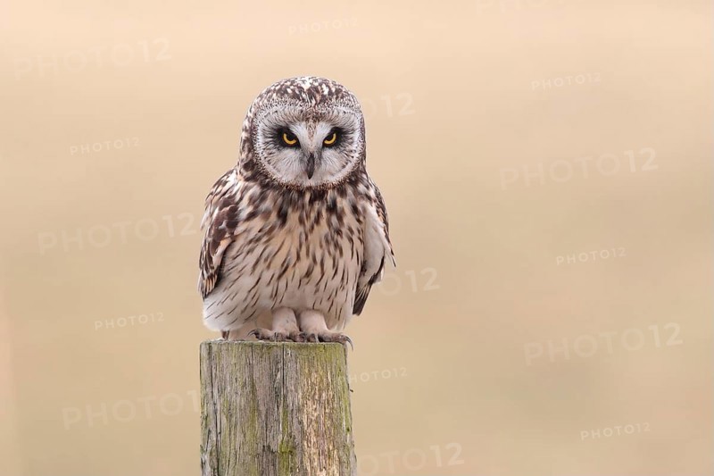 Short-eared Owl (Asio flammeus) sitting on old fence post