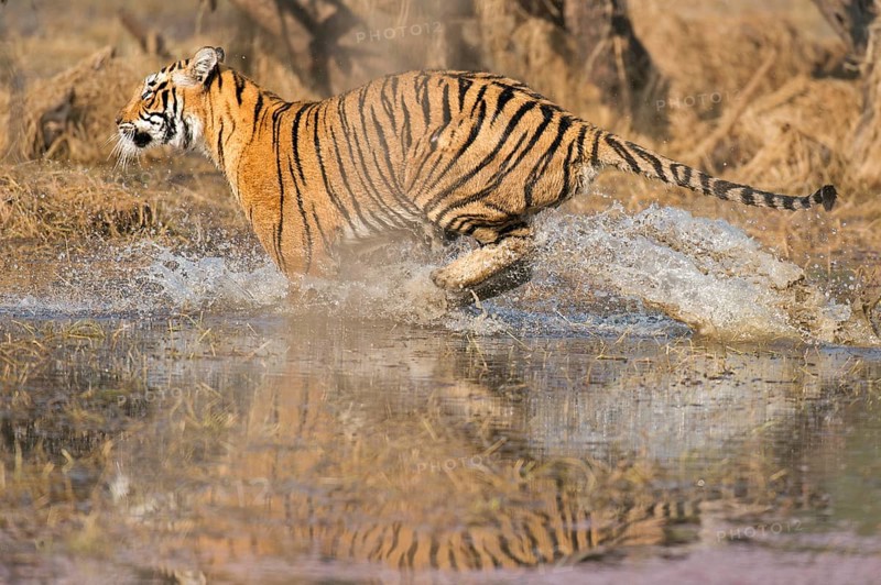 Wild Bengal Tiger or Indian Tiger (Panthera tigris tigris) charging through the water of a lake