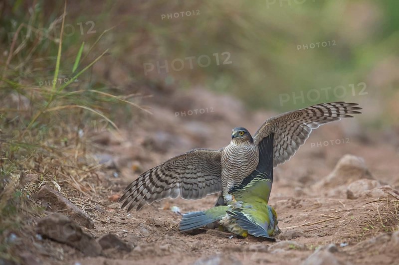 Eurasian Sparrowhawk