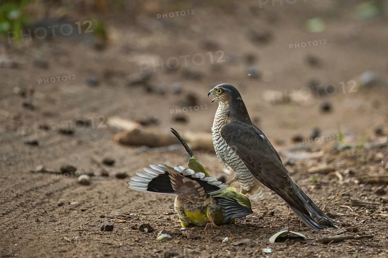 Eurasian Sparrowhawk