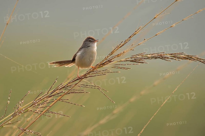 White-browed Wren-Warbler or Plain Prinia (Prinia inornata) roosting on a blade of tall grass