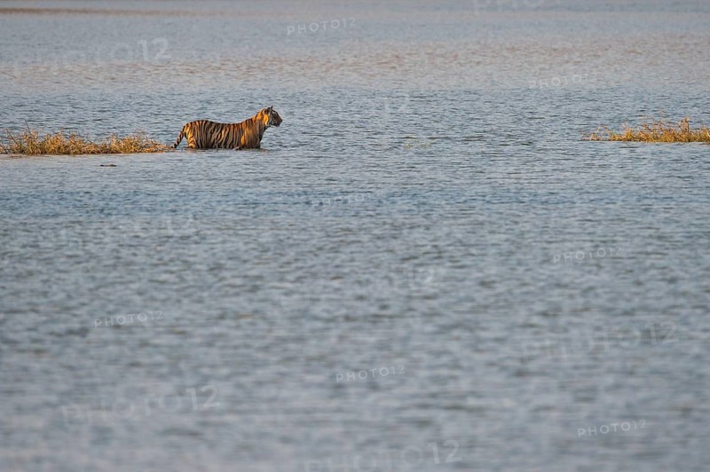 Wild Bengal Tiger or Indian Tiger (Panthera tigris tigris) wading in the water of the Raj Bagh Lake