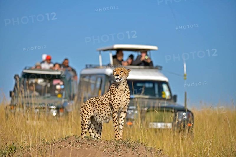 Cheetah (Acinonyx jubatus) looking out while standing on a termite mound