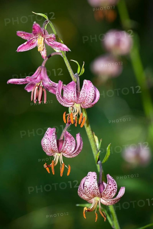Martagon lily or Turk's cap lily (Lilium martagon)