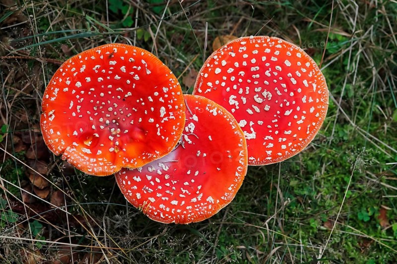 Fly agaric or fly amanita (Amanita muscaria) toadstools on forest floor