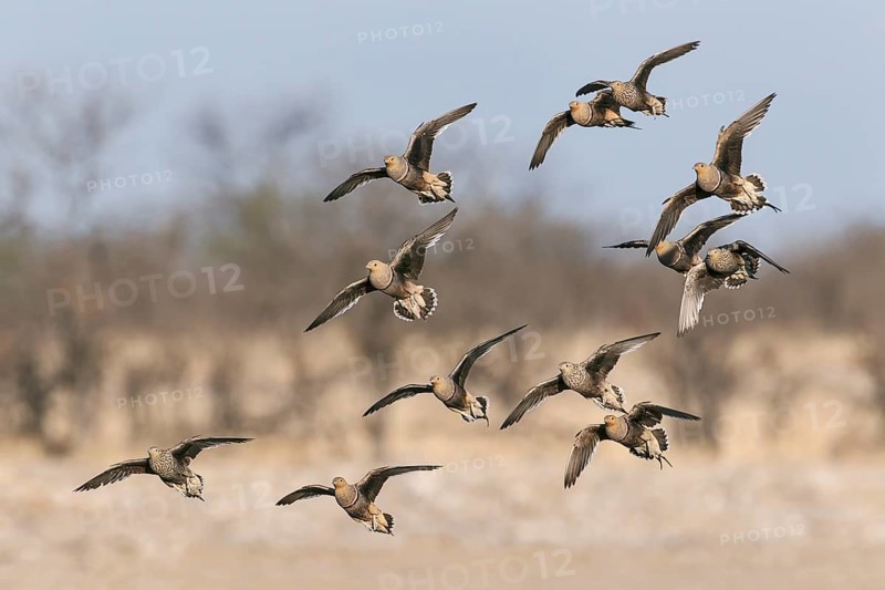 Nam aqua Sandgrouse (Pterocles namaqua) flock of many birds in flight