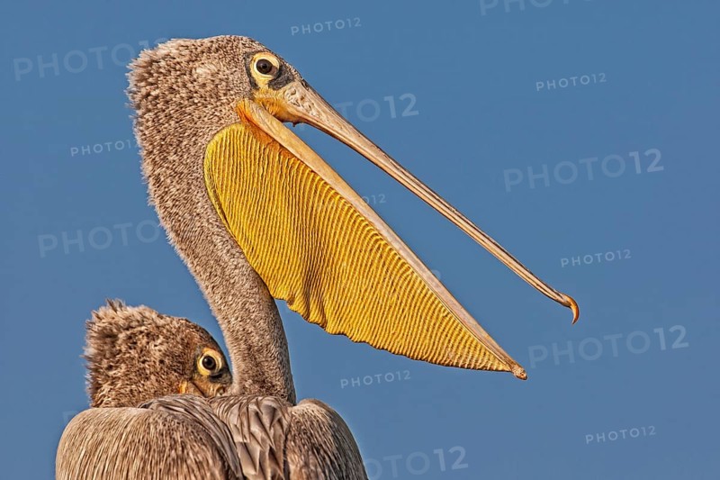 Pink Backed Pelicans (Pelecanus rufescens) portrait